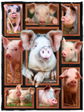 Pig Blanket, Pig 3D Fleece, Sherpa Blanket, Cute Pig Gift Ideas VPS Cozy Plush Fleece Blanket - 30x40