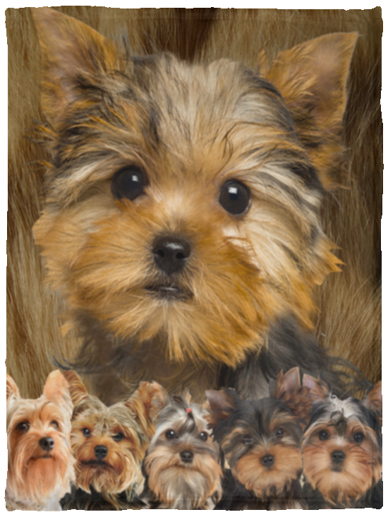 Yorkshire Terrier Blanket, Yorkie Dog Fleece, Sherpa Blanket, Yorkie 3D Blanket - VPS Cozy Plush Fleece Blanket - 30x40