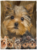 Yorkshire Terrier Blanket, Yorkie Dog Fleece, Sherpa Blanket, Yorkie 3D Blanket - VPS Cozy Plush Fleece Blanket - 30x40