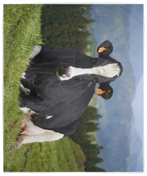 Holstein Cow Soft Fleece Throw Blanket Holstein Cow Blanket Holstein Cow Quilt VPM Cozy Plush Fleece Blanket - 50x60