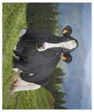 Holstein Cow Soft Fleece Throw Blanket Holstein Cow Blanket Holstein Cow Quilt VPM Cozy Plush Fleece Blanket - 50x60