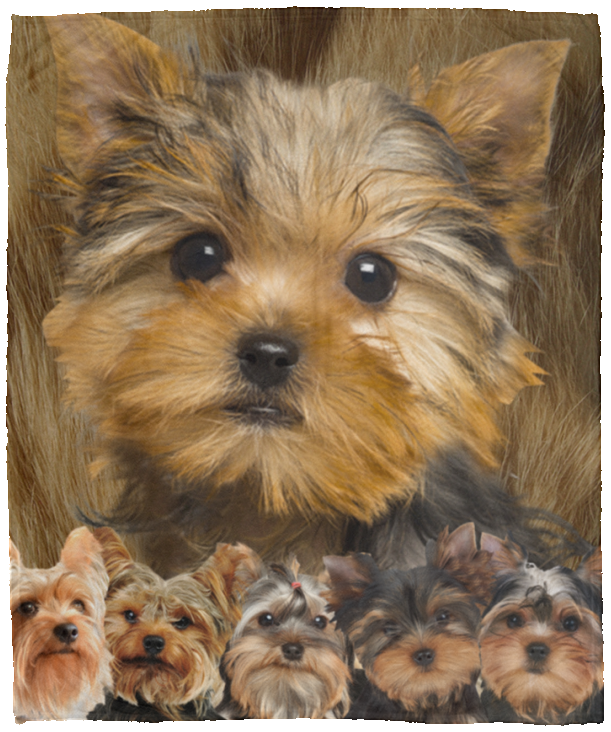 Yorkshire Terrier Blanket, Yorkie Dog Fleece, Sherpa Blanket, Yorkie 3D Blanket - VPM Cozy Plush Fleece Blanket - 50x60