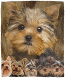 Yorkshire Terrier Blanket, Yorkie Dog Fleece, Sherpa Blanket, Yorkie 3D Blanket - VPM Cozy Plush Fleece Blanket - 50x60