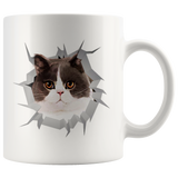 cat 43
